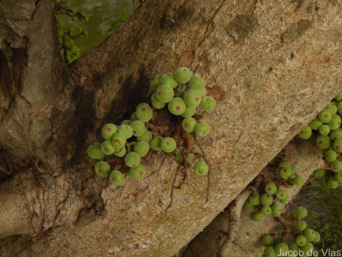Ficus racemosa L.